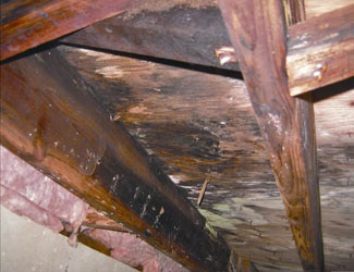 mold and rot in a Superior crawl space