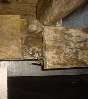 Extensive basement rot found in Bemidji by Northern States Basement Systems