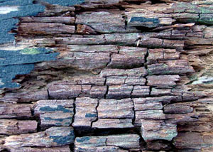 Dry rot damaging wood in Ladysmith