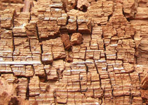 Wood severely damaged by dry rot damage in Spooner