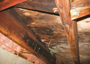 Extensive crawl space rot damage growing in Grantsburg