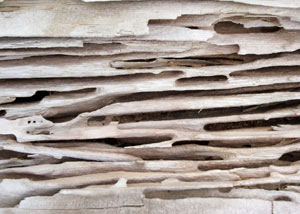 Carpenter ant tunnels and galleries in structural wood in a Grantsburg home