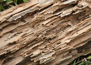 Termite-damaged wood showing rotting galleries outside of a Eveleth home