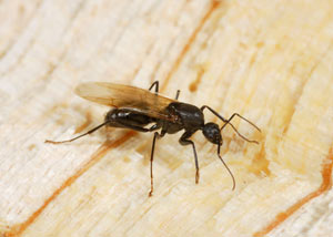 Closeup of a carpenter ant breeder in Rice Lake