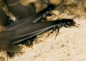 Closeup view of a termite new queen breeder in Chisholm