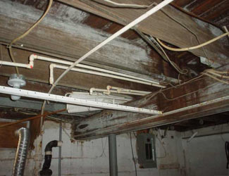 a humid basement overgrown with mold and rot in Two Harbors